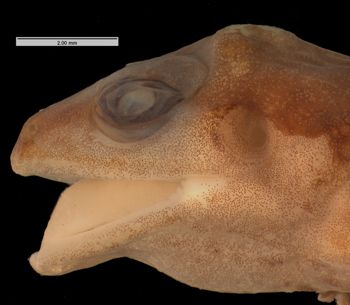 Media type: image; Herpetology A-21568